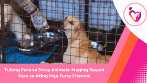 Stray Animals Food Drive